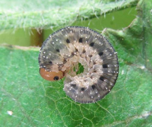Réf. 225 538 : Empria pumila