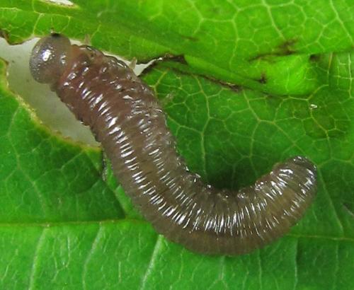 Empria pumila