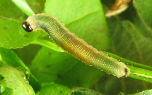 Strongylogaster mixta