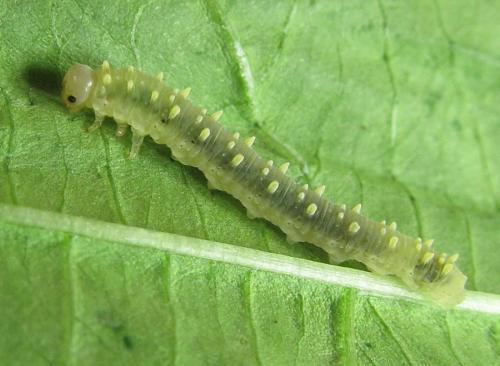 Siobla sturmii