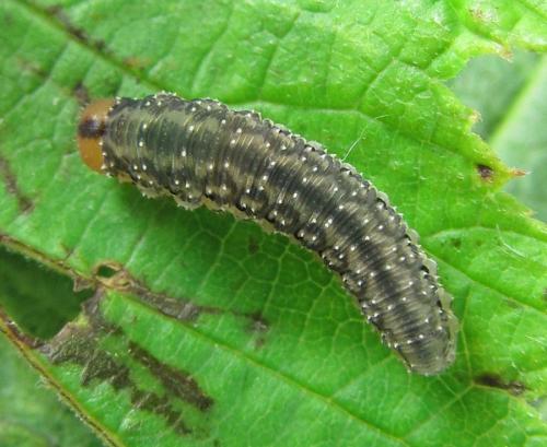 Réf. 225 539 : Empria pumila
