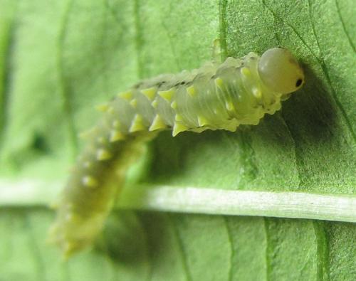 Réf. 225 956 : Siobla sturmii