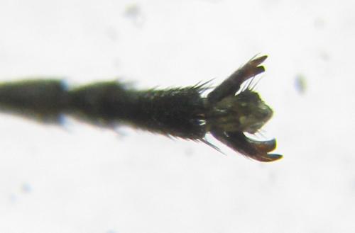 Réf. 225 414 : Macrophya duodecimpunctata