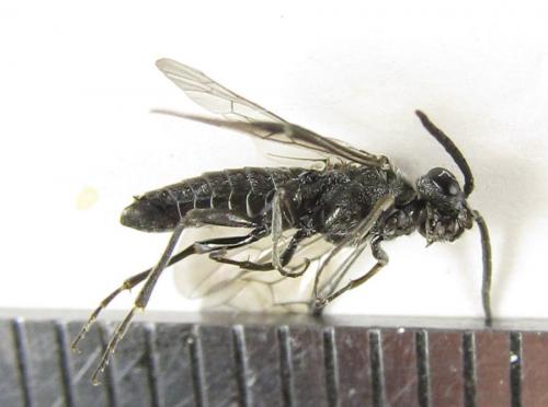 Réf. 225 272 : Oncodolerus eversmanni