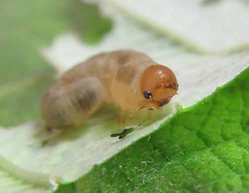 Empria longicornis