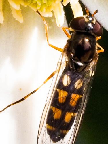 Melanostoma scalare