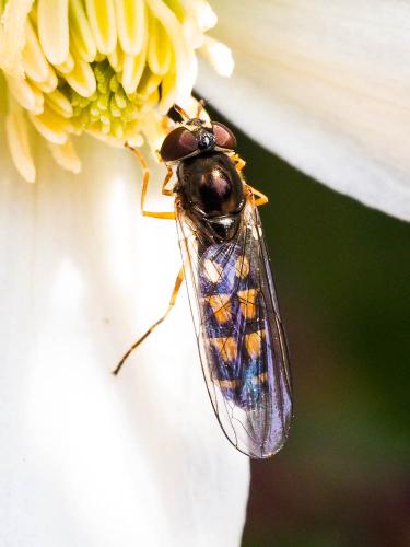 Réf. 225 248 : Melanostoma scalare