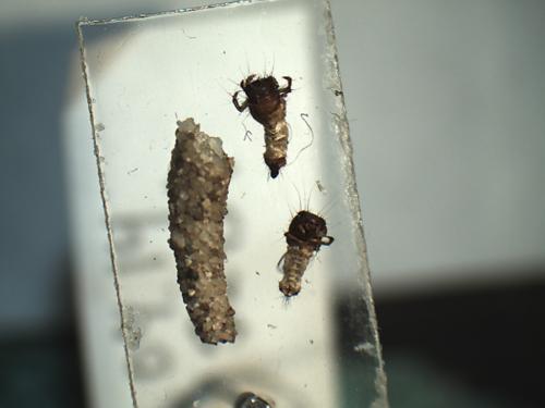 Réf. 225 812 : Enoicyla sp.