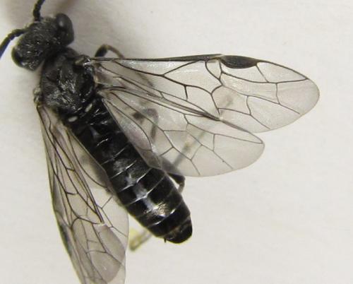 Réf. 225 273 : Oncodolerus eversmanni