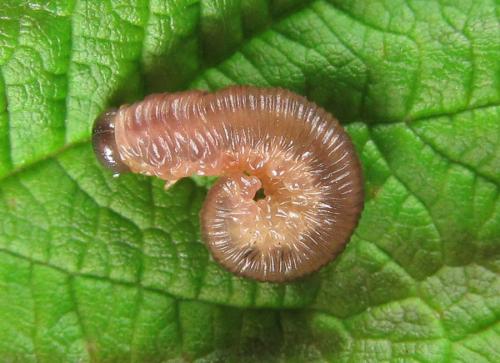 Empria longicornis