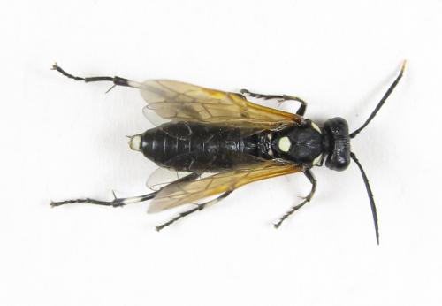 Réf. 225 415 : Macrophya duodecimpunctata