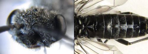 Réf. 225 274 : Oncodolerus eversmanni