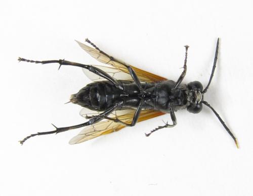 Macrophya duodecimpunctata