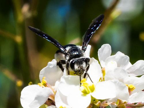 Andrena agilissima