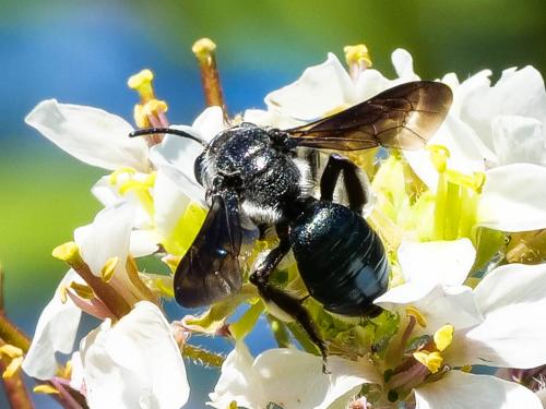 Andrena agilissima