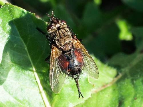 Peleteria meridionalis