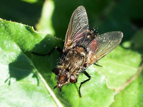 Peleteria meridionalis