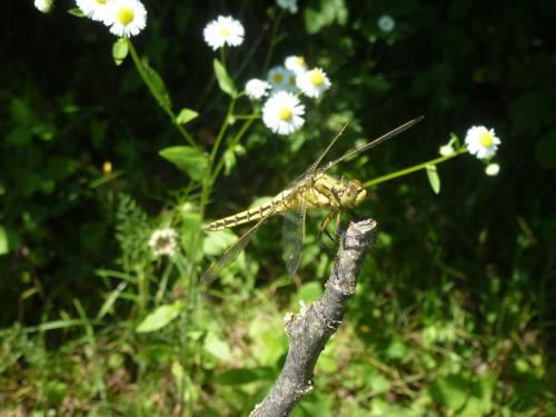 Orthetrum cancellatum