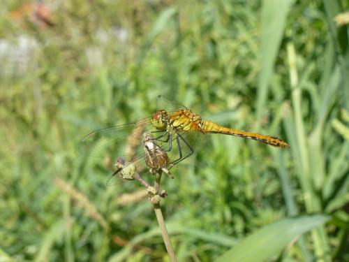 Réf. 225 745 : Sympetrum sanguineum