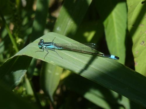 Ischnura elegans