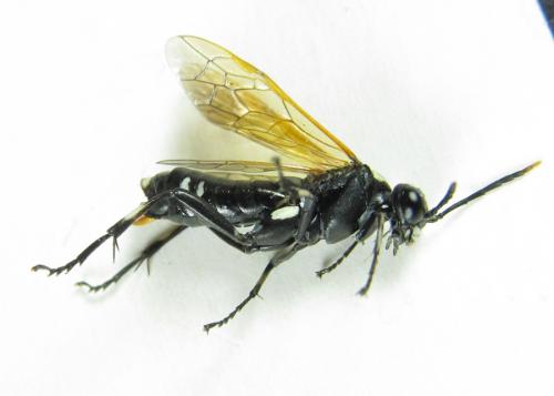 Macrophya duodecimpunctata