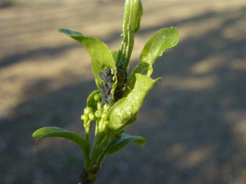 Aphis fabae evonymi