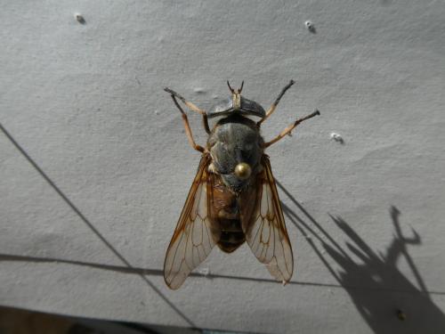 Réf. 225 933 : Tabanus sudeticus