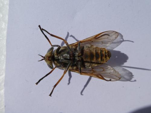 Réf. 225 934 : Tabanus sudeticus