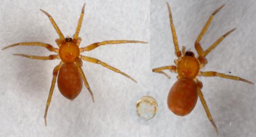 Oonops domesticus