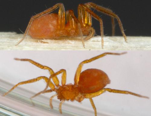 Oonops domesticus