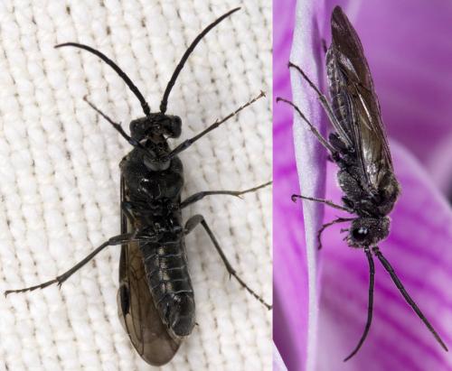 Dolerus sp.
