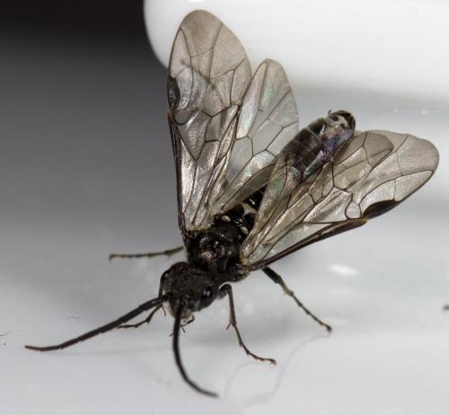 Dolerus sp.