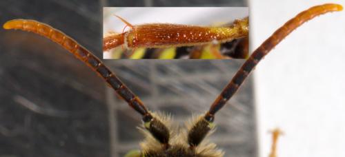 Réf. 225 862 : Nomada lathburiana