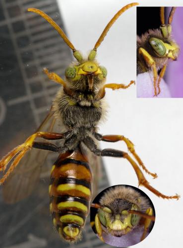 Réf. 225 797 : Nomada lathburiana