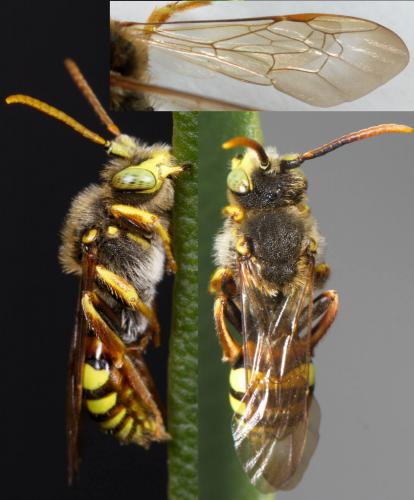 Réf. 225 796 : Nomada lathburiana