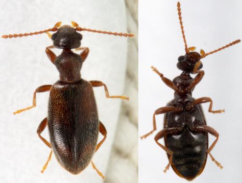 Réf. 225 969 : Cordicomus instabilis