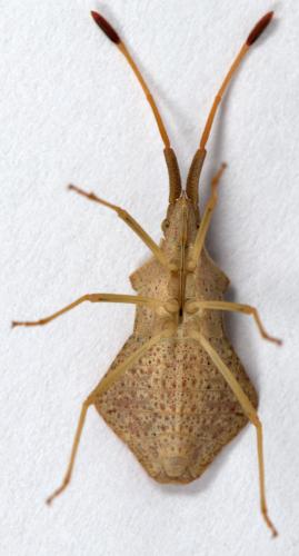 Réf. 225 968 : Syromastus rhombeus