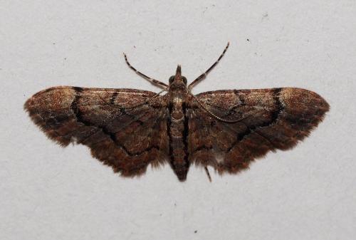 Réf. 225 918 : Gymnoscelis rufifasciata