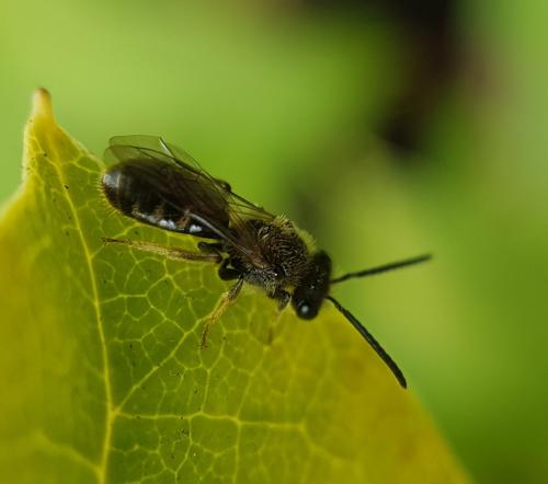 Lasioglossum sp.