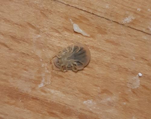 Argas reflexus