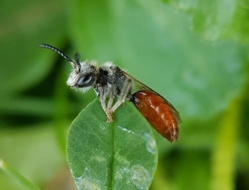 Réf. 225 201 : Sphecodes sp.