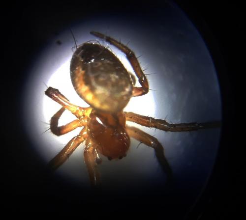 Araniella sp.