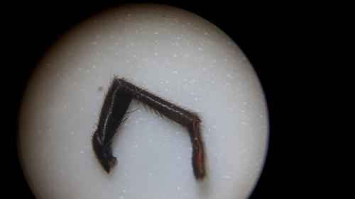 Réf. 225 495 : Atypus affinis
