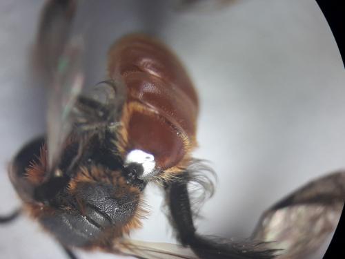 Réf. 225 841 : Andrena sp.