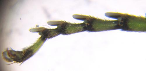 Rhogogaster chlorosoma