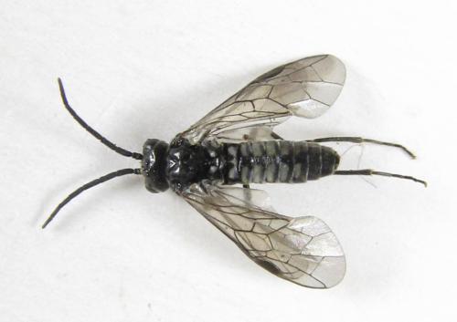 Réf. 225 574 : Empria pumiloides