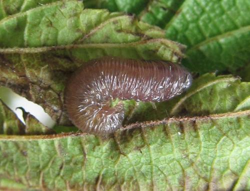 Réf. 225 541 : Empria pumila