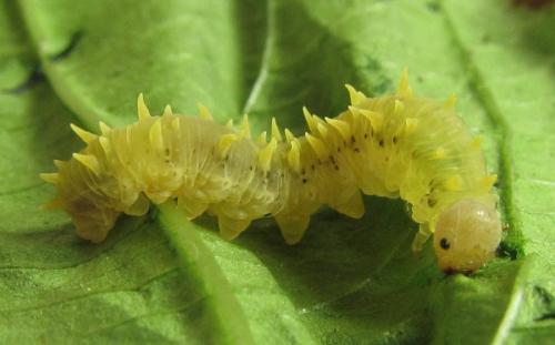 Siobla sturmii