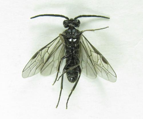 Réf. 225 562 : Empria pumila