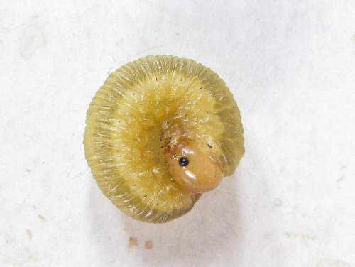 Oncodolerus eversmanni